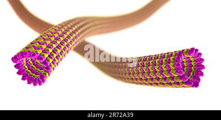 Mikrotubuli, 3D-computer Artwork. Mikrotubuli sind Polymere aus dem Protein Tubulin. Sie sind Bestandteil des Zytoskeletts, die behauptet, eine Zelle" Stockfoto
