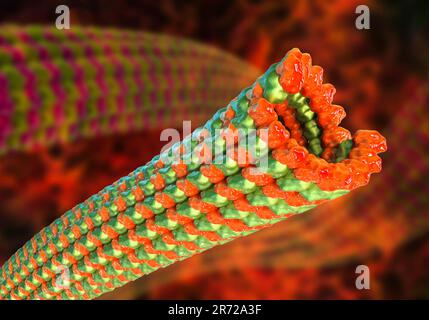 Mikrotubuli, 3D-computer Artwork. Mikrotubuli sind Polymere aus dem Protein Tubulin. Sie sind Bestandteil des Zytoskeletts, die behauptet, eine Zelle" Stockfoto