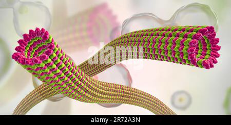 Mikrotubuli, 3D-computer Artwork. Mikrotubuli sind Polymere aus dem Protein Tubulin. Sie sind Bestandteil des Zytoskeletts, die behauptet, eine Zelle" Stockfoto