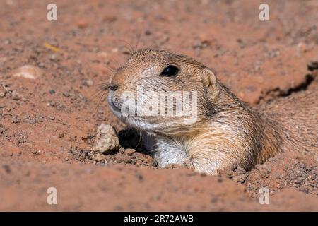 Schwarzschwanzpräiriehund (Cynomys ludovicianus), der in den Great Plains von Nordamerika geboren ist und aus dem Eingang der Höhle kommt Stockfoto