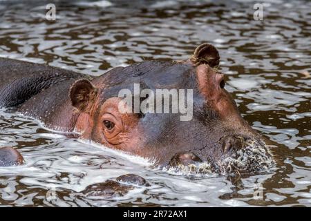 Nahaufnahme eines süßen jungen Flusspferdes/Flusspferdes (Hippopotamus amphibius) Kalbes, das im Wasser des Sees ruht Stockfoto