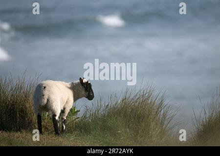 Schafe grasen auf den Sanddünen von Northam Burrows, North Devon Stockfoto