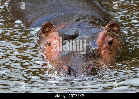 Nahaufnahme eines süßen jungen Flusspferdes/Flusspferdes (Hippopotamus amphibius) Kalbes, das im Wasser des Sees ruht Stockfoto