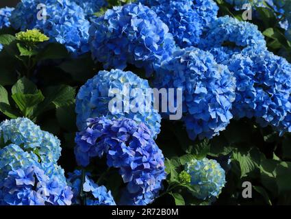 Blaue Hydrangea oder Hortensia - Hydrangea macrophylla Busch in Blüte, Sintra, Lissabon Portugal. Frühling. Von den portugiesischen Azoren eingeführt. Stockfoto