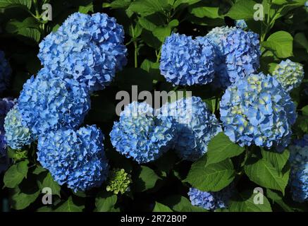 Blaue Hydrangea oder Hortensia - Hydrangea macrophylla Busch in Blüte, Sintra, Lissabon Portugal. Frühling. Von den portugiesischen Azoren eingeführt. Stockfoto