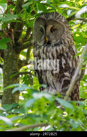 Bartkauz/Bartkauz (Strix Nebulosa) im Baum gehockt, beheimatet in der nördlichen Hemisphäre Stockfoto