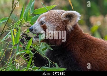 Roter Panda/kleinerer Panda (Ailurus fulgens), einheimisch im östlichen Himalaya und im Südwesten Chinas, isst Bambus Stockfoto
