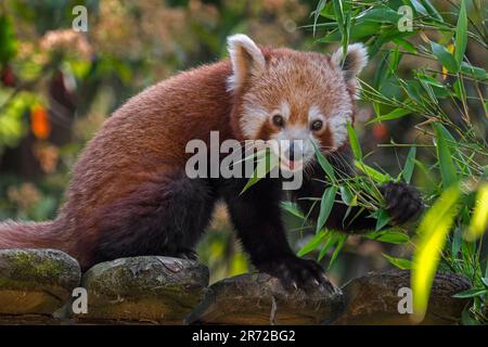 Roter Panda/kleinerer Panda (Ailurus fulgens), einheimisch im östlichen Himalaya und im Südwesten Chinas, isst Bambus im Zoo Stockfoto