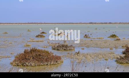 Feuchtgebiete in der Camargue an einem sonnigen Tag im Frühling, Flamingos, Provence (Frankreich) Stockfoto