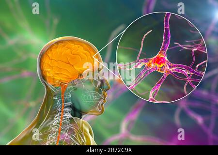 Menschliches Gehirn mit Nahaufnahme von Neuronen, Computerdarstellung. Stockfoto