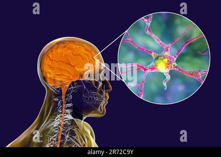 Menschliches Gehirn mit Nahaufnahme von Neuronen, Computerdarstellung. Stockfoto