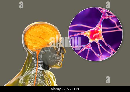 Menschliches Gehirn mit Nahaufnahme von Neuronen, Computerdarstellung. Stockfoto