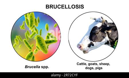 Brucellabakterien, der Erreger der Brucellose, Computerdarstellung. Brucella ist ein gramnegativer, nicht sporierender, aerober Bazillus (stabförmig) Stockfoto