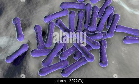 Corynebacterium diphtheriae, Computerdarstellung. C. Diphtheriae ist ein grampositives, stabförmiges Bakterium, das durch die Atemwege und übertragen wird Stockfoto