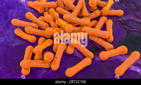 Corynebacterium diphtheriae, Computerdarstellung. C. Diphtheriae ist ein grampositives, stabförmiges Bakterium, das durch die Atemwege und übertragen wird Stockfoto