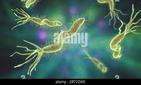 Helicobacter pylori-Bakterium, Computerdarstellung. H. pylori ist ein gramnegatives, motiles Bakterium, das mit der Bildung von Magen und assoziiert ist Stockfoto