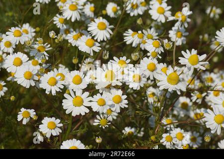 Blumen auf dem Feld der Kamille (Matricaria chamomilla, Matricaria recutit) Familie Asteraceae. Juni, Niederlande. Stockfoto