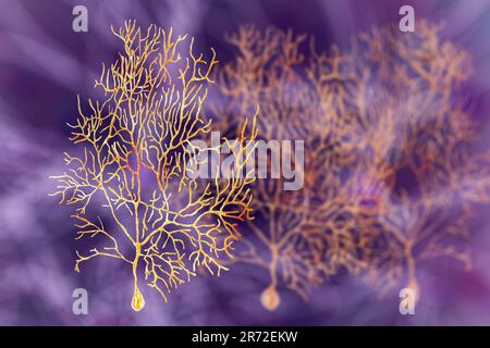 Purkinje Zellen des Kleinhirns, computer Abbildung. Purkinje Nervenzellen haben eine Flasche - wie Körper, von dem zahlreiche sehr verzweigten Dendriten exte Stockfoto