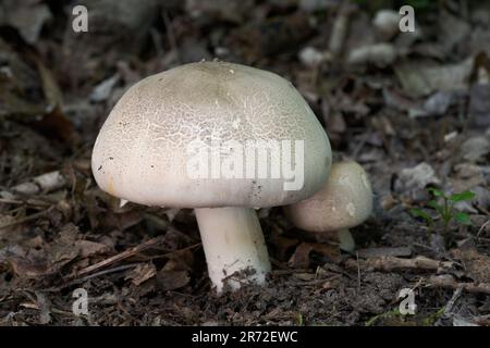 Giftpilz Agaricus xanthodermus in den Blättern. Bekannt als Gelber Färber. Wildpilze im Hochwasserwald. Stockfoto