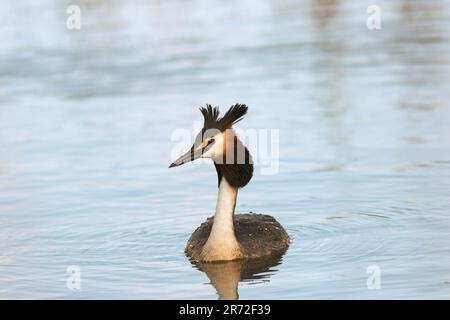 Riesenkammmuschel, die auf einem Teich schwimmen, wilder Vogel in einem natürlichen Lebensraum (Podiceps cristatus) Stockfoto