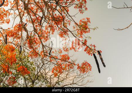 Royal poinciana, Flammenbaum, extravaganter Baum. Erstaunlicher rot-gelber Laubbaum in mexiko. Hochwertiges Foto Stockfoto