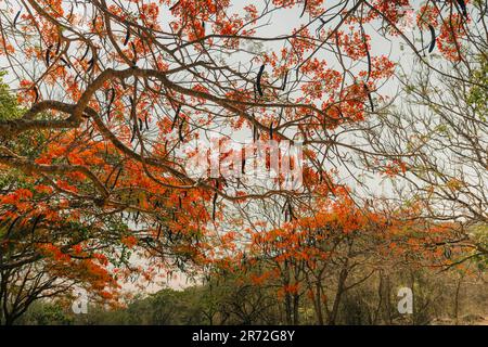 Royal poinciana, Flammenbaum, extravaganter Baum. Erstaunlicher rot-gelber Laubbaum in mexiko. Hochwertiges Foto Stockfoto