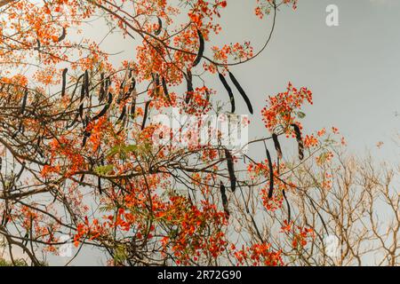 Royal poinciana, Flammenbaum, extravaganter Baum. Erstaunlicher rot-gelber Laubbaum in mexiko. Hochwertiges Foto Stockfoto