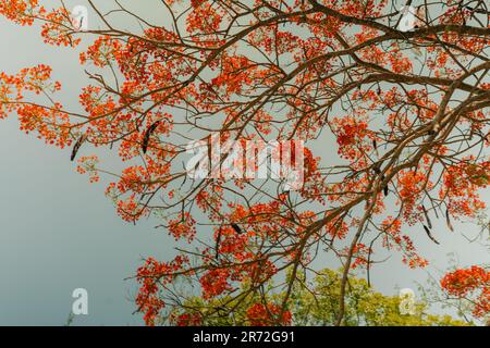 Royal poinciana, Flammenbaum, extravaganter Baum. Erstaunlicher rot-gelber Laubbaum in mexiko. Hochwertiges Foto Stockfoto