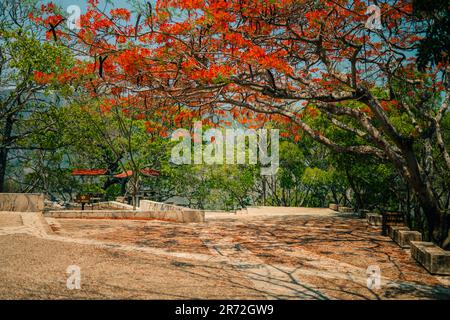 Royal poinciana, Flammenbaum, extravaganter Baum. Erstaunlicher rot-gelber Laubbaum in mexiko. Hochwertiges Foto Stockfoto