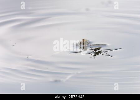 Ein Makrobild eines Gerris lacustris, auch bekannt als gewöhnlicher Eisläufer Stockfoto