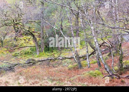 Alte Wälder mit Silberbirken, moosbedeckten Felsblöcken und abgefallenen Ästen in Borrowdale, Lake District National Park, Cumbria, England. Stockfoto