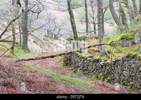 Ein gefallener Baum liegt über einem Waldweg neben einer moosbedeckten Trockenmauer im Borrowdale, Lake District National Park, Cumbria, England. Stockfoto
