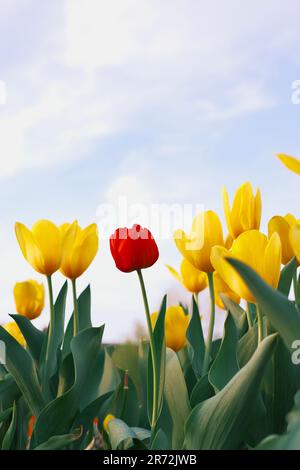 Eine leuchtend rote Tulpe sticht auf einem üppig grünen Feld mit blühenden gelben Tulpen hervor Stockfoto