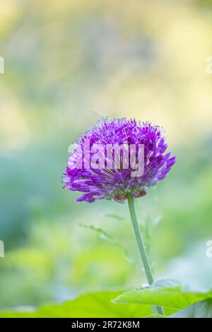 In einem englischen Landgarten blüht eine violette allium-Blume, die sich im Sommer vor einem weichen pastellfarbenen Hintergrund abhebt. Stockfoto