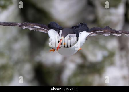 Puffin im Flug an den RSPB Bempton Cliffs. Stockfoto