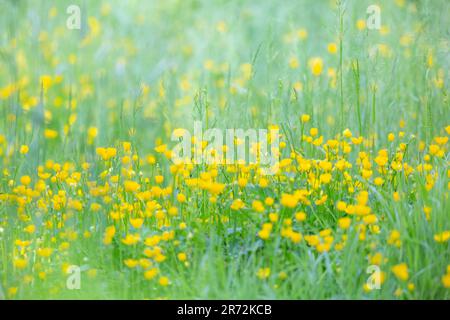 Eine Sommerwiese voller hellgelber Butterblumen und Gräser, die eine farbenfrohe und friedliche Landschaft schaffen. Stockfoto