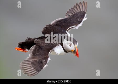 Puffin im Flug an den RSPB Bempton Cliffs. Stockfoto