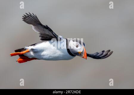 Puffin im Flug an den RSPB Bempton Cliffs. Stockfoto