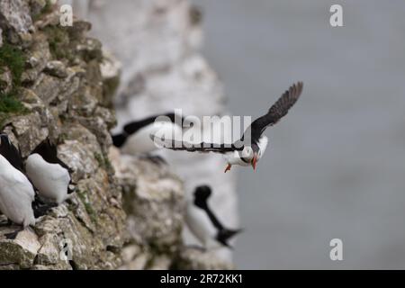 Puffin im Flug an den RSPB Bempton Cliffs. Stockfoto