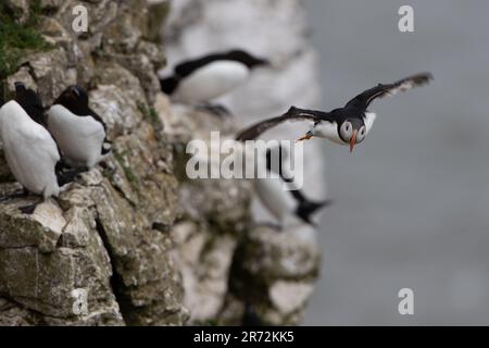 Puffin im Flug an den RSPB Bempton Cliffs. Stockfoto