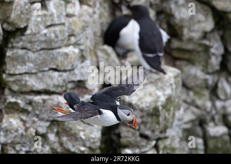 Puffin im Flug an den RSPB Bempton Cliffs. Stockfoto