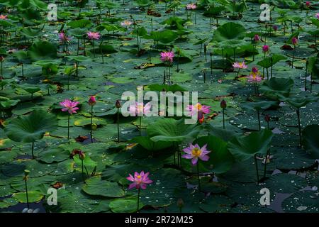 Erleben Sie eine blühende Seerose inmitten eines wolkigen Himmels – eine fesselnde Mischung aus zarten Blütenblättern, aufwirbelnden Wolken und faszinierendem Licht. Stockfoto