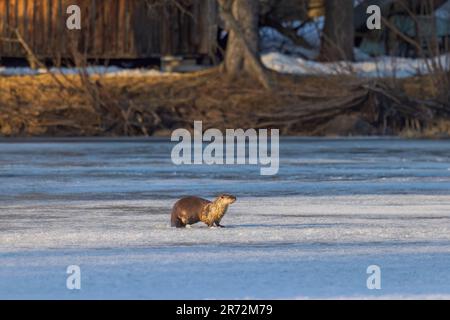 Flussotter am Blaisdell Lake im Norden von Wisconsin. Stockfoto