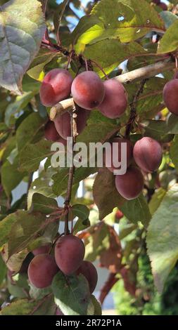 Mirabellen-Pflaumen auf dem Baum im Sonnenlicht Stockfoto