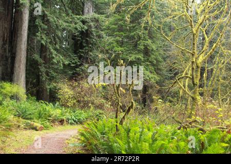 Ein lebhafter grüner Wald mit einem gewundenen Pfad, der durch die Bäume führt Stockfoto