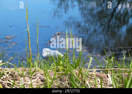 Schmutziges Wasser. Umweltkatastrophe, der Fluss ist übersät mit Plastikflaschen und Polyethylen, Motoröl Stockfoto