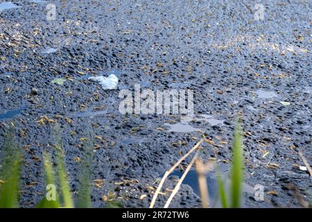 Schmutziges Wasser. Umweltkatastrophe, der Fluss ist übersät mit Plastikflaschen und Polyethylen, Motoröl Stockfoto