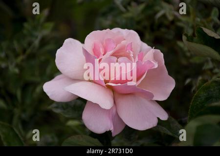 Die Nahaufnahme einer einzelnen romantischen rosa Rosenblume, die im Frühling blüht Stockfoto