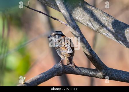 Kleiner brasilianischer Vogel, bekannt als Tico-tico Zonotrichia capensis Stockfoto