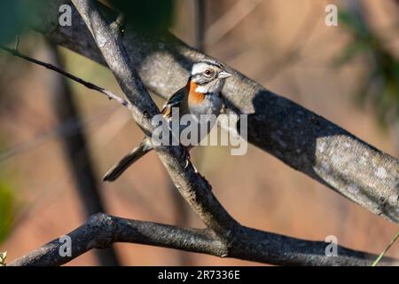 Kleiner brasilianischer Vogel, bekannt als Tico-tico Zonotrichia capensis Stockfoto